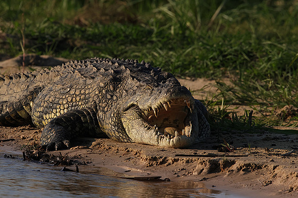 Delta of Okavango