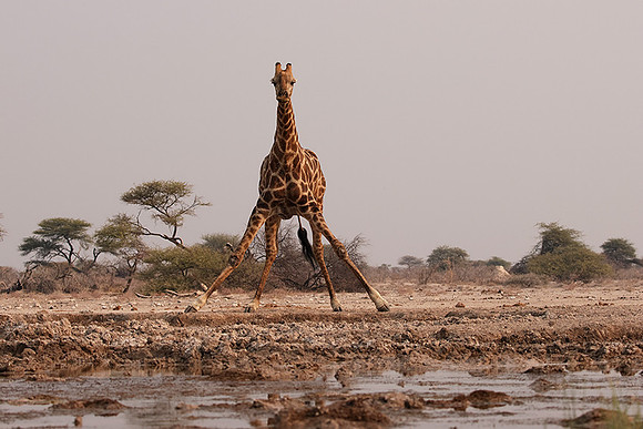 Onguma Private Reserve