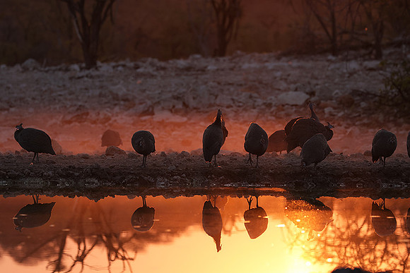 Helmeted guineafowl - Ongava Private Reserve