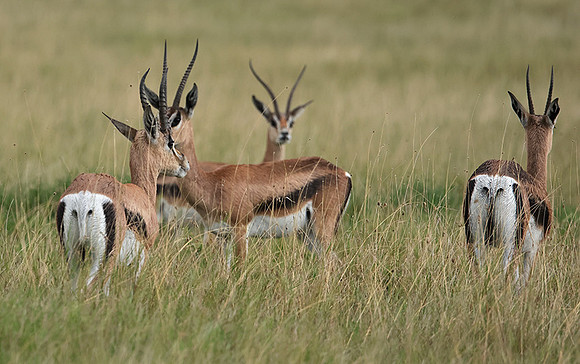 Borana