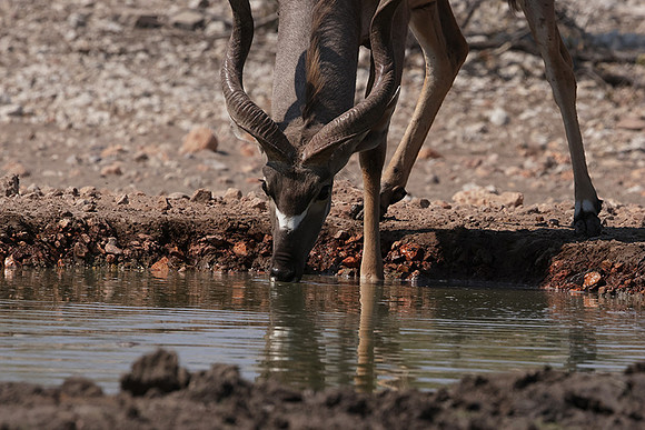 Onguma Private Reserve