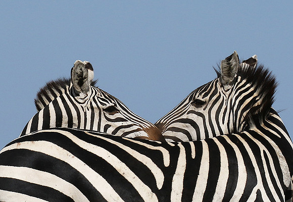 Serengeti - Grumeti Private Reserve