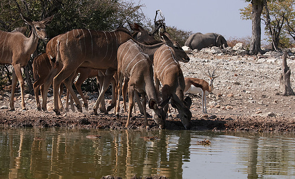 Onguma Private Reserve