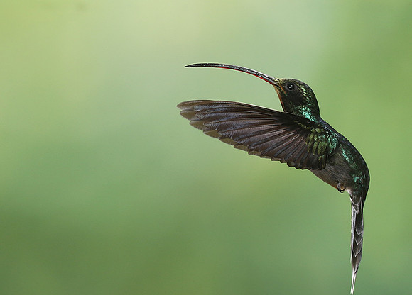 Green hermit