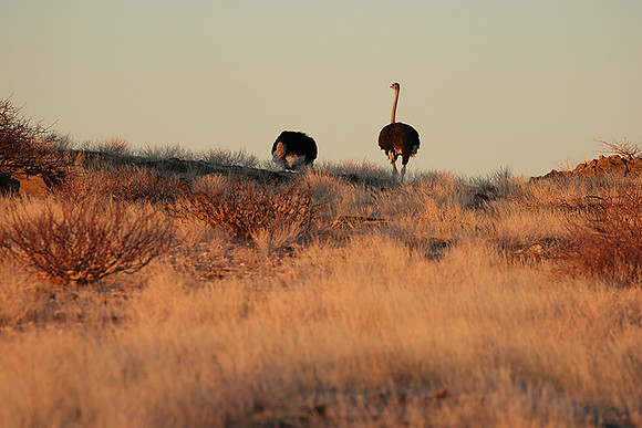 Damaraland