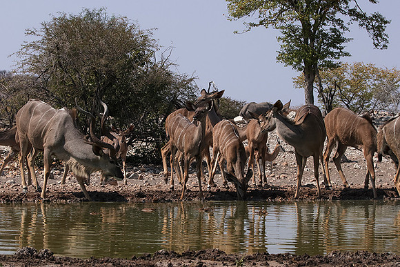 Onguma Private Reserve