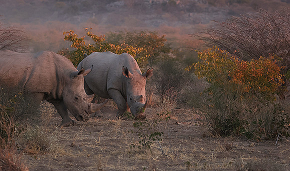 White rhinos  -  Ongava Private Reserve