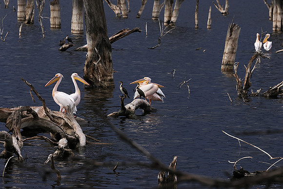 Lake Nakuru