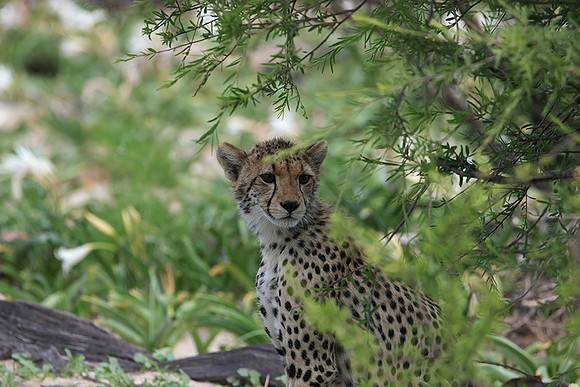 Delta of Okavango