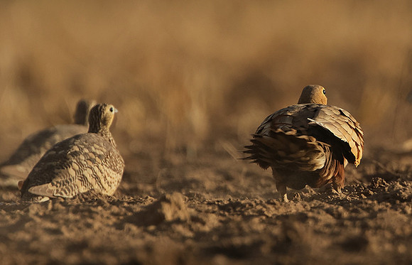 Chestnut-bellied sandgrouse - Shompole