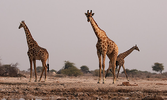 Onguma Private Reserve