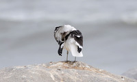 Kelp gull - Skeleton coast