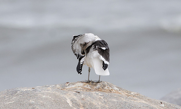 Kelp gull - Skeleton coast