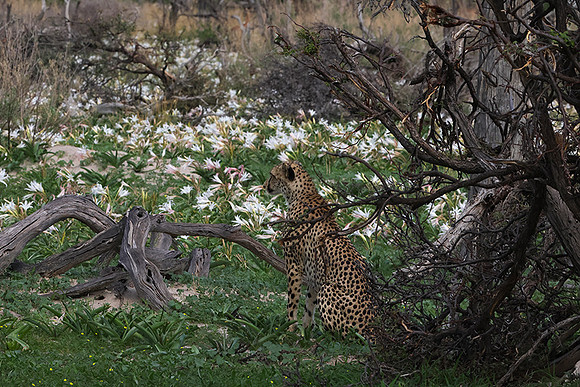 Delta of Okavango