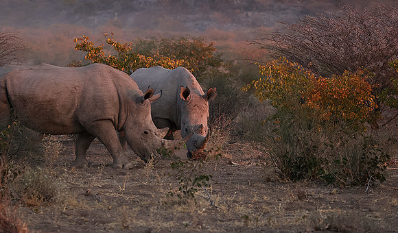 White rhinos  -  Ongava Private Reserve