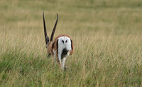 Borana