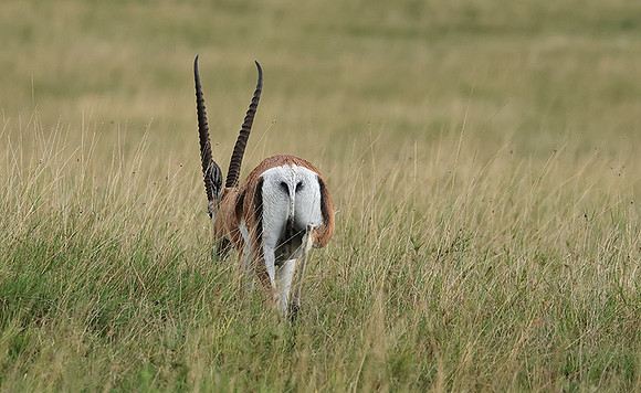 Borana