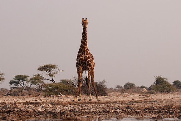 Onguma Private Reserve