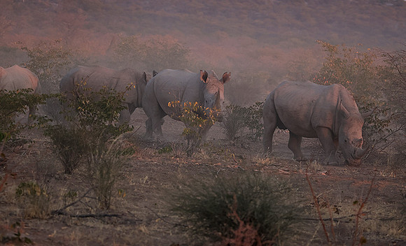 White rhinos  -  Ongava Private Reserve