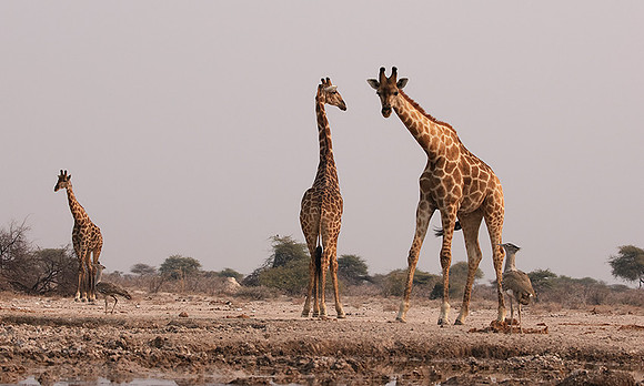 Onguma Private Reserve