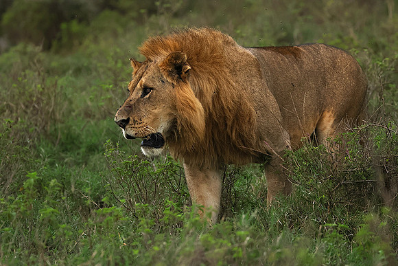 Nakuru