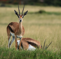 Borana