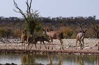 Onguma Private Reserve