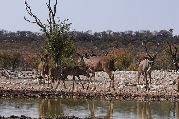 Onguma Private Reserve