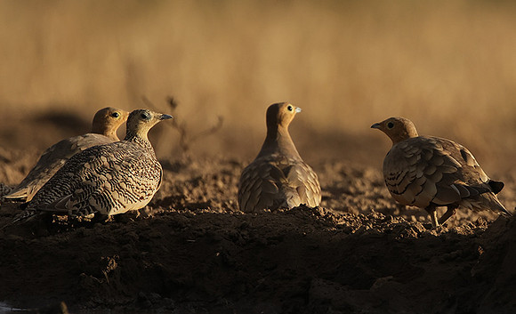 Chestnut-bellied sandgrouse - Shompole