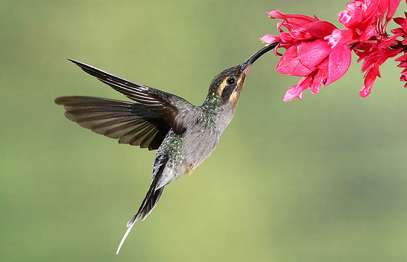 Green hermit