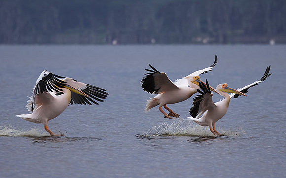 Lake Nakuru