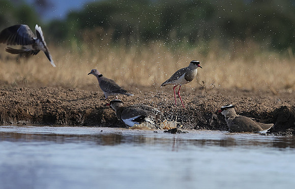 Crowned lapwing - Shompole