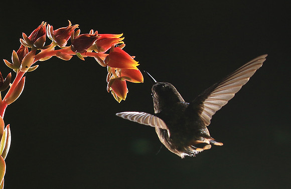 Volcano humming bird