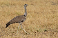 Kori bustard - Shompole