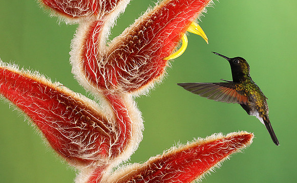 Black-bellied hummingbird