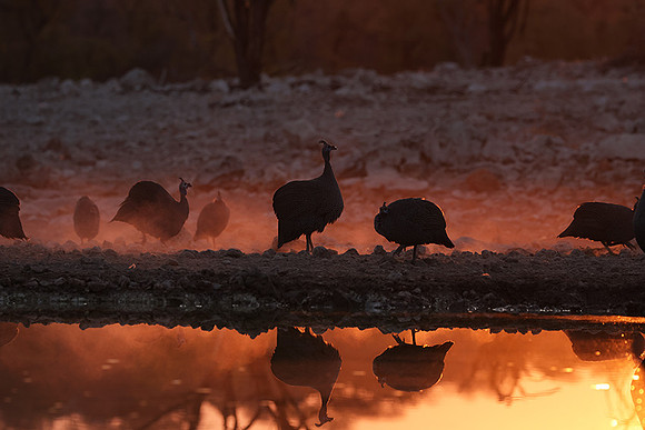 Helmeted guineafowl - Ongava Private Reserve