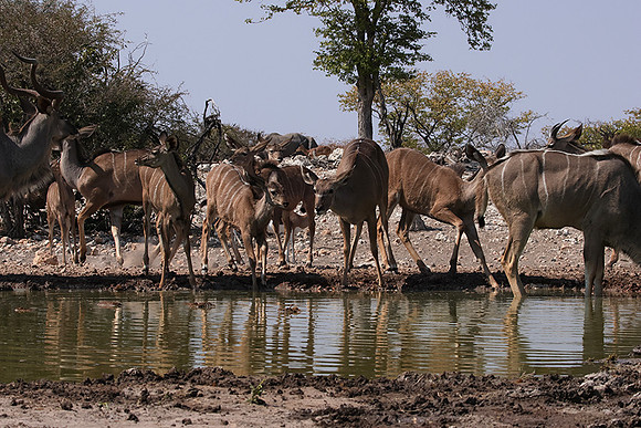 Onguma Private Reserve