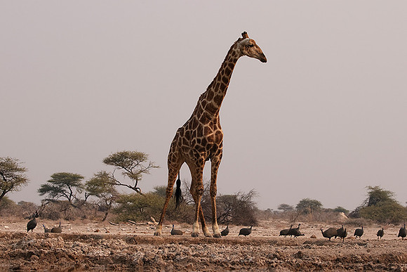 Onguma Private Reserve