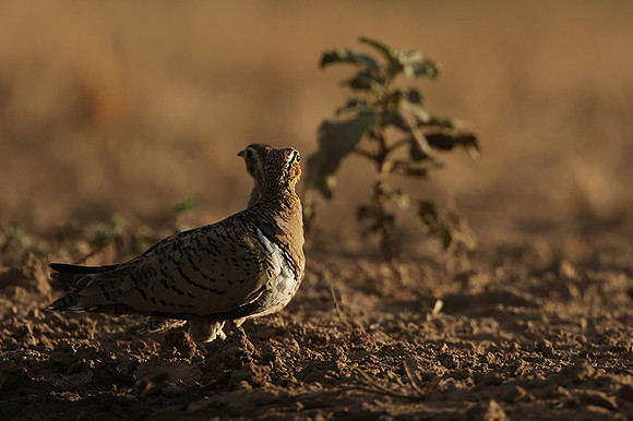 Black-faced sangrouses - Shompole