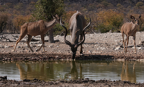 Onguma Private Reserve
