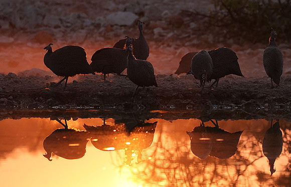 Helmeted guineafowl - Ongava Private Reserve