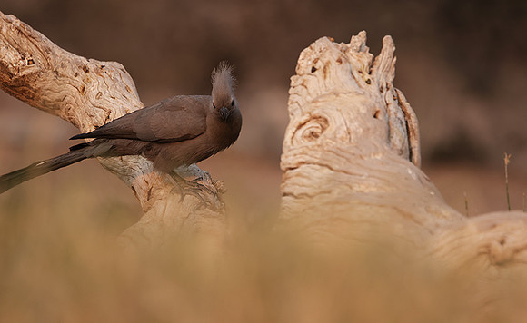 Goaway bird - Onguma Private Reserve
