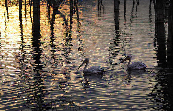 Lake Nakuru