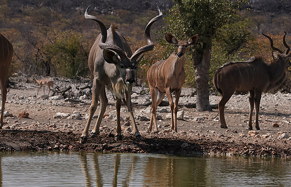 Onguma Private Reserve