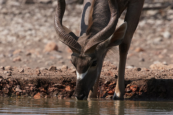 Onguma Private Reserve
