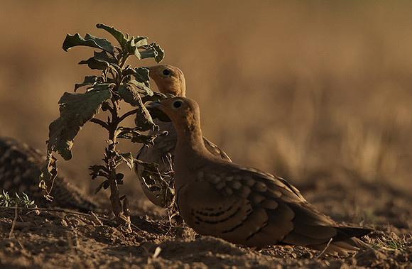 Chestnut-bellied sandgrouse - Shompole