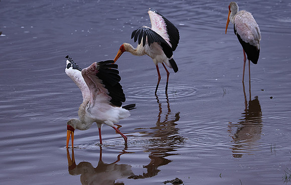Yellow-billes storks - Lake Nakuru