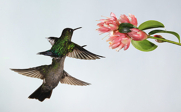 Fiery-throated humming bird & rivoli's hummingbird