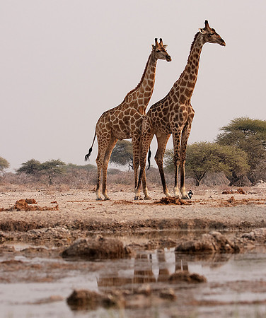 Onguma Private Reserve