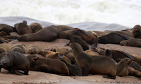 Cape fur seals - Skeleton coast